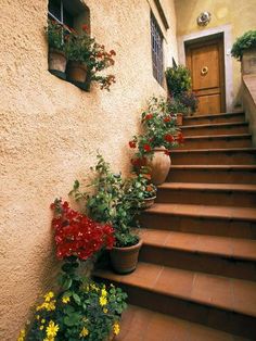 some potted flowers are sitting on the steps