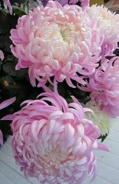 pink and white flowers in a vase with the words chryszantena on it