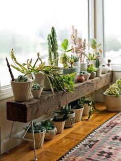 many potted plants on a shelf in front of a window