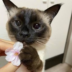 a siamese cat is being petted by its owner with a flower in it's hand