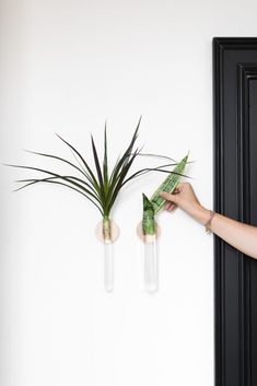 two air plants sitting in vases on the wall next to each other, one being held by a woman's hand