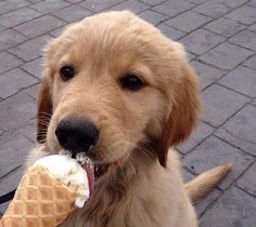 a brown dog holding an ice cream cone in it's mouth