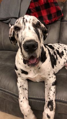 a dalmatian dog laying on top of a couch