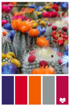 the color scheme is red, orange, and blue with cactus flowers in it's center