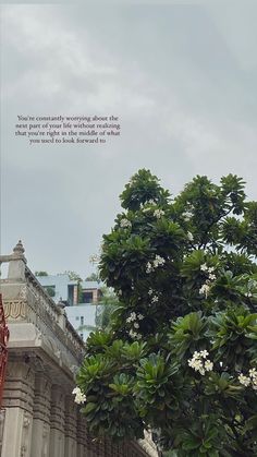 a tree with white flowers in front of a building