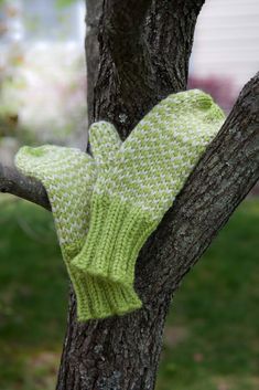 a knitted mitt hanging from a tree branch