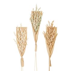 three different types of dried flowers on display