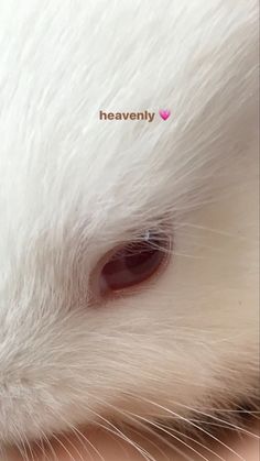 a close up of a white cat's face with the word heavenly on it