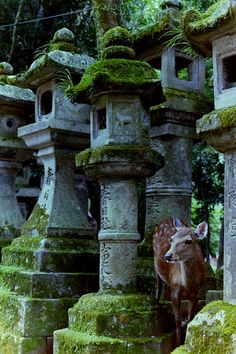 a deer standing next to some moss covered stone structures