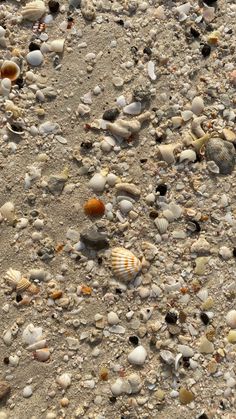 shells and sand on the beach with small rocks