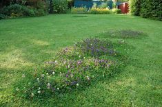 a small patch of grass with purple flowers in the foreground and an old shed in the background