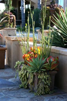 there are many plants in the potted planters