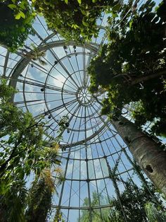 looking up at the glass roof of a tropical greenhouse with lots of trees in it