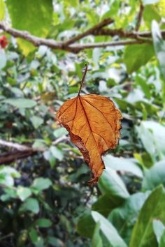 an orange leaf hanging from a tree branch