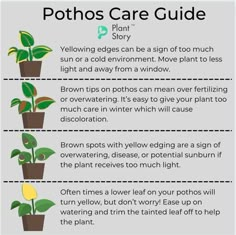 the pothos issues guide is shown with instructions for how to get rido plants