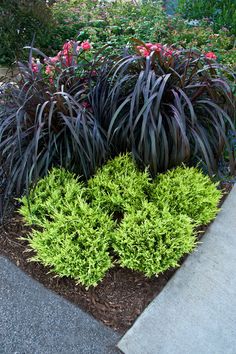 some very pretty plants by the sidewalk