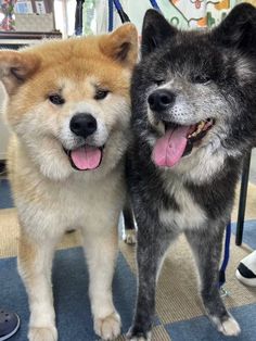 two dogs are standing next to each other