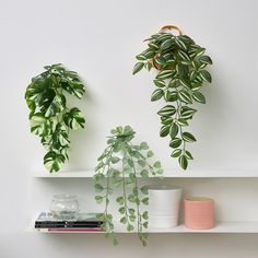 two green plants are sitting on a shelf next to books and vases in front of them