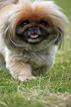 a small brown and white dog walking on top of a green grass covered field with it's tongue hanging out