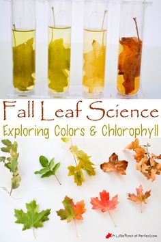 fall leaf science exploring colors and chlorophy