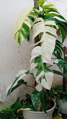 several potted plants in front of a wall with white paint and green leaves on it