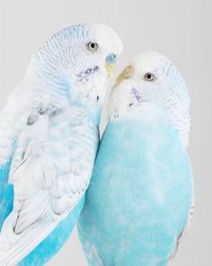 two blue and white parakeets standing next to each other