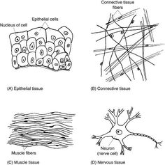 four different types of nematic cells and their functions in the body, including