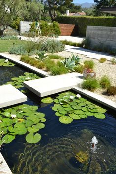 a pond with water lilies and plants in it