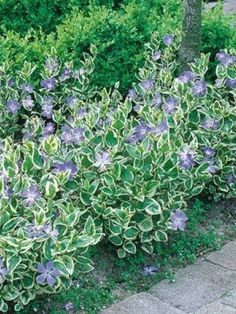 some purple flowers are growing next to green bushes