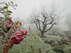 a tree in the middle of a field covered in snow and frost with red flowers