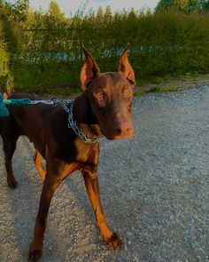 a brown dog with a blue leash walking down a dirt road