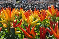 many orange and yellow flowers in a field