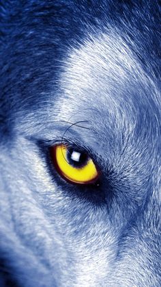 the eyes of a wolf with yellow and blue colors are shown in this close up photo