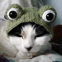 a cat wearing a frog hat on top of it's head with big eyes