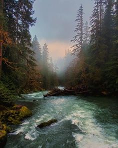 a river flowing through a forest filled with trees