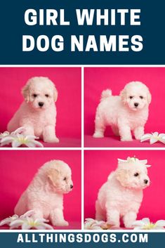 Looking after any dog requires love and commitment, and choosing the perfect name is one of the first steps in pet ownership. If you've just brought a new girl pup with a snowy white coat into your home, check out our list of girl white dog names for inspiration.  #girlwhitedognames #whitedognames #whitegirldognames Indian Girl Names, White Pitbull, Girl Dog Names