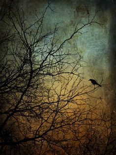 a bird sitting on top of a leafless tree branch at sunset or dawn in the background