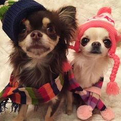 two small dogs wearing hats and scarves