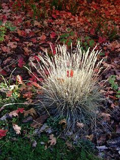 a small white plant in the middle of some grass and leaves with red, yellow, and green foliage around it