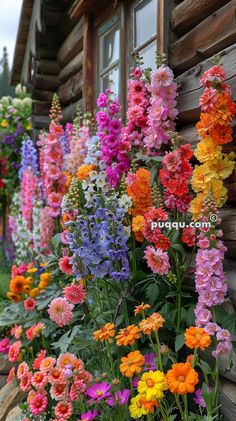 colorful flowers line the side of a log cabin