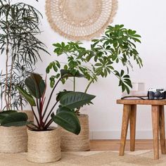 three planters with plants in them are on the floor next to a small table