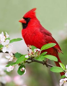 a red bird sitting on top of a tree branch with white flowers in the foreground