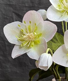 three white flowers with green leaves in a vase