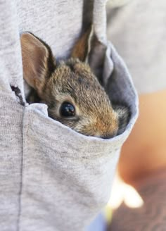 a small animal sticking its head out of a pocket