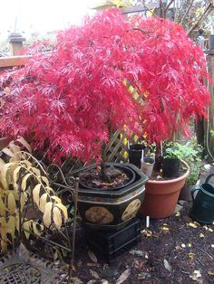 a red tree is in the middle of some potted plants and other things around it