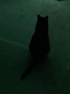 a black cat is sitting on the floor looking up at something in the dark room