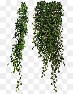 some green plants hanging from the ceiling