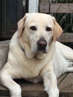 a large white dog laying on top of a wooden bench