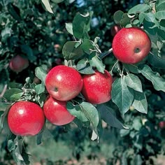 apples are hanging from the branches of an apple tree