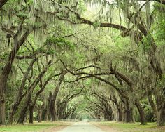 a road lined with trees covered in spanish moss and hanging from the ceiling overhangs